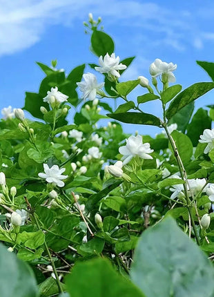 Double Jasmine Seeds