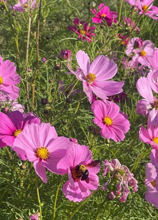 🌺Cosmos - Blooming Means Happiness And Luck