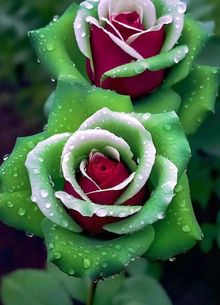 Ruby Green Twin Roses