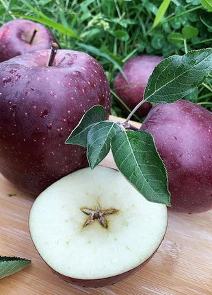 Rare Black Diamond Apple Seeds