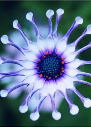 20Pcs Rare Blue Daisy Plants Flower Seeds Garden Plant
