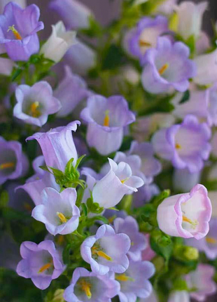 Bellflower Seeds/Canterbury Bells Seeds