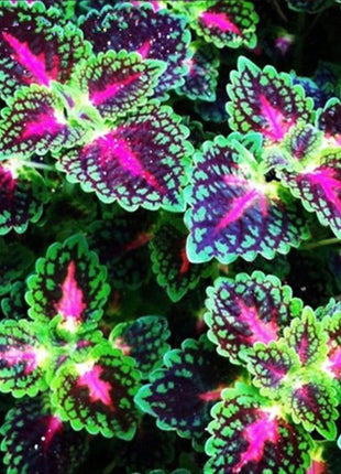 50pcs/Bag Coleus Bonsai Flower Leaf Plants Rainbow Dragon Seeds Garden