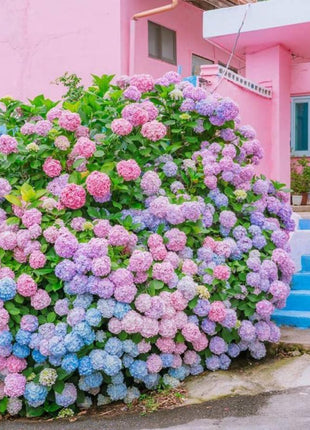 200pcs Mixed Hydrangea Seeds – Soft Pastel Blooms for Romantic Garden Corners & Pots