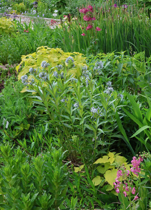 Licorice - A star representative of low-maintenance plants