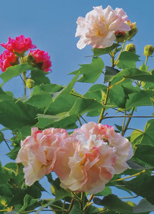Color-changing Hibiscus Flower Seeds