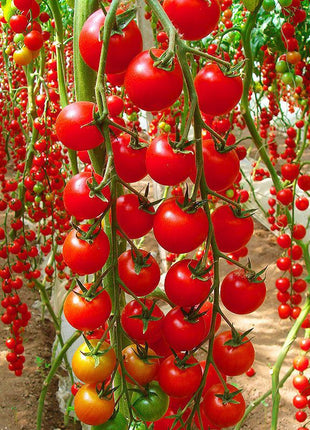 Waterfall Tomato Seeds