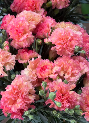 🌹Double Carnation Seeds—Mother's Day Flowers