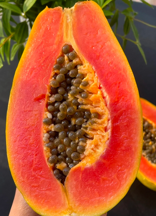 Red Heart Creamy Papaya Seeds