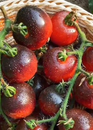 Black Pearl Tomato Seeds