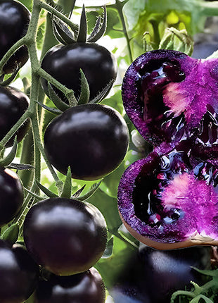 Rare Pruple Tomato Seeds No-Gmo