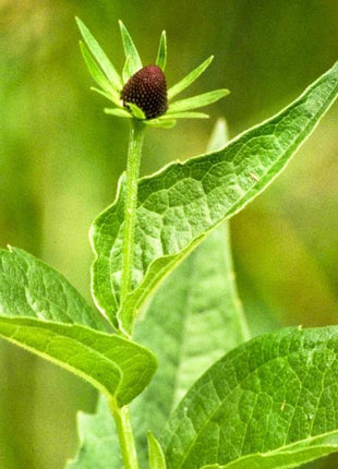 WESTERN CONEFLOWER Rudbeckia Occidentalis Green Wizard aka Rayless Naked Chocolate Black Flower Herb Seeds