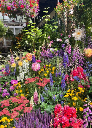 Mixed Perennial Flowers Seeds-Over 80 kinds mixed