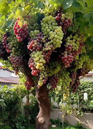 Giant Grape Tree Seeds: Thin-Skinned, Large, and Seedless 🍇🌿