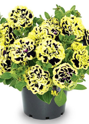 Petunia, Midnight Gold