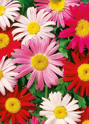 50Pcs Painted Daisy Seeds, Single Mixed Colors