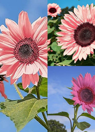 Pink Sunflower Seeds-High Germination Rate Wonderful Choice for Garden