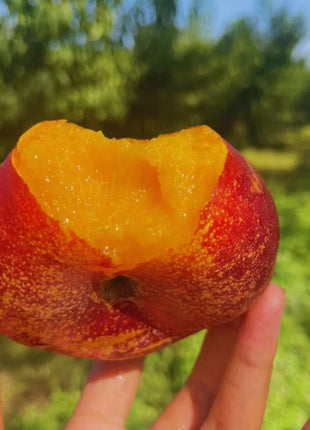 Nectarine Flat Seeds