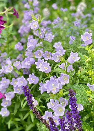 Bellflower Seeds/Canterbury Bells Seeds
