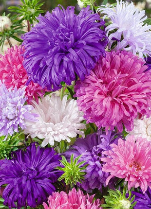 China Aster Seeds - Ostrich Feather Mix