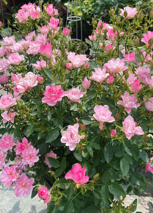 Miniature Rosa Chinensis-Sky Lotus Stars🌺