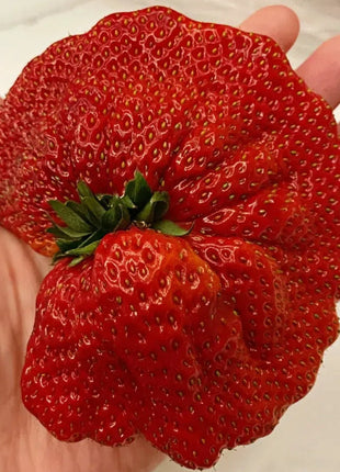 🍓Super Giant Strawberry Seeds