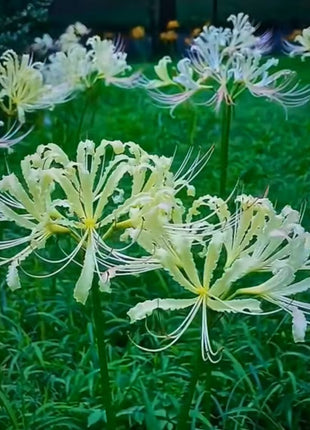 Higanbana Spider Lily Equinox Flower Bulbs