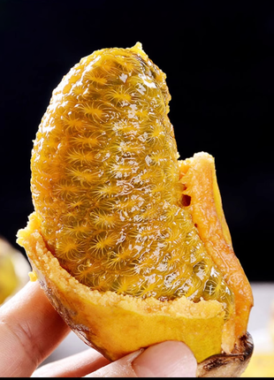 Stauntonia Leucantha Seeds