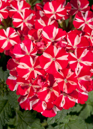 💐Garden Verbena Seeds