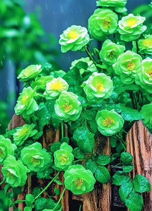 Rare Green Rose Flower Seeds