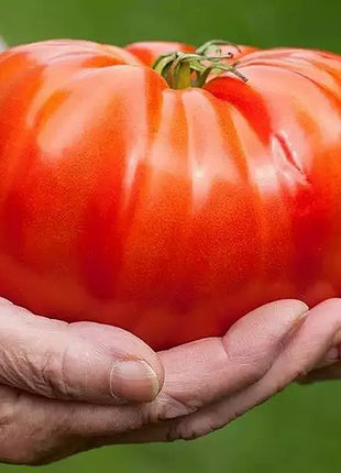 Beafsteak Tomato Seeds