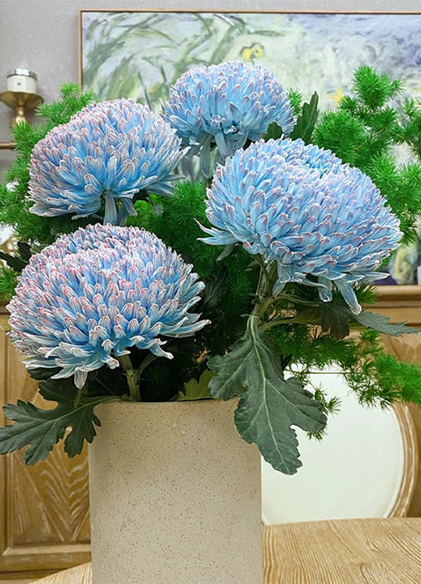 Blue Chrysanthemum Seeds, Rare Perennial Flower Plant