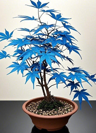 10pcs Blue Ghost Maple Tree Seeds – Exotic Japanese Acer with Misty Foliage, Perfect for Pots & Landscapes