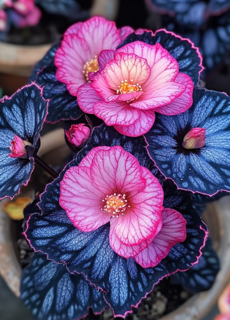 Begonia Rex 'Pink Lightning'