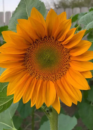 30Pcs Pro Gold Lite Sunflower Seeds