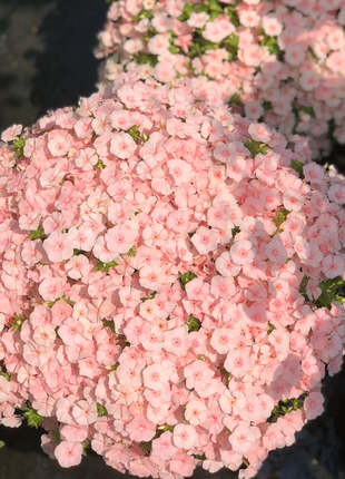 Phlox drummondii 'Ethnie Salmon'