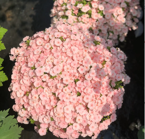 Phlox drummondii 'Ethnie Salmon'