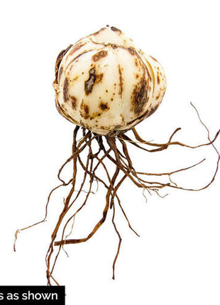 Trailblazer Carpet Border Lily Mixture