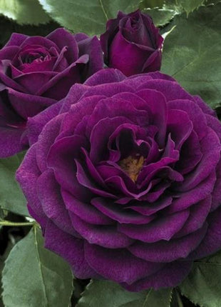 Purple  Climbing Rose Seeds