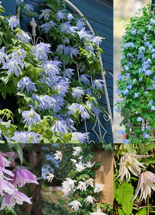 Clematis Macropetala