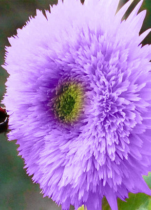 Purple Teddy Bear Sunflower Seeds| Home Garden
