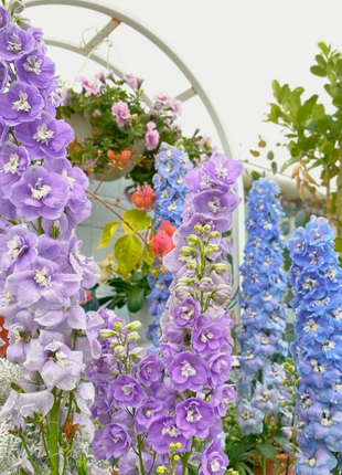 🌼Big Flower Delphinium Seeds