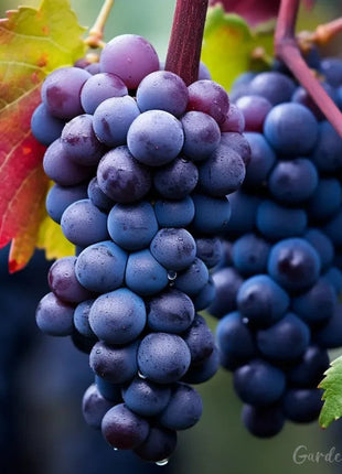 Giant Grape Tree Seeds: Thin-Skinned, Large, and Seedless 🍇🌿
