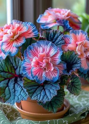 Rare Begonia Seeds - Blue and Pink