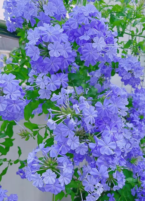 💙Blue Snowflake Seeds—Sky Flower