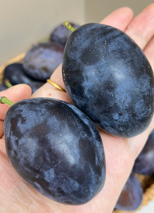 Blue Honey Prune Seeds