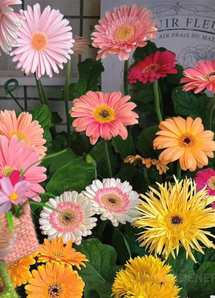 Mixed Gerbera Flower Seeds