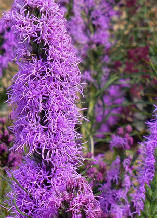 Autumn Magic Pollinator Collection