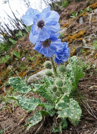 Meconopsis Rudis Flower Seeds