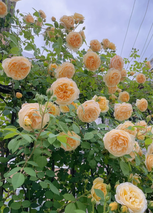 Garden Climbing Rose Flower Seeds